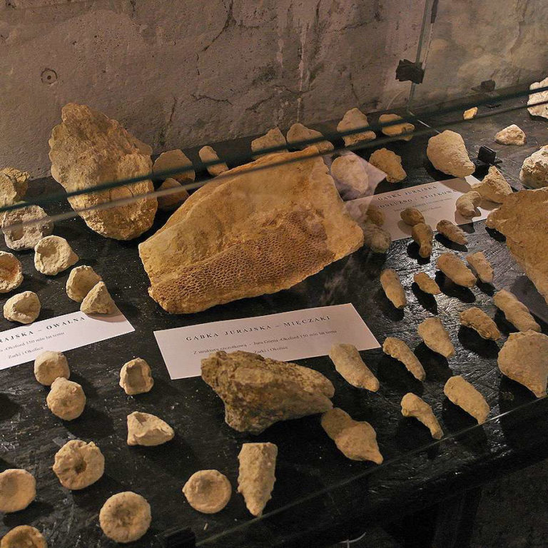 Jurajska Wystawa Amonitów na Nocowanie na Jurze 4 768x768