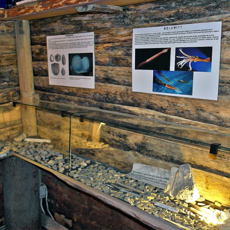 Jurajska Wystawa Amonitów na Nocowanie na Jurze 5 768x768
