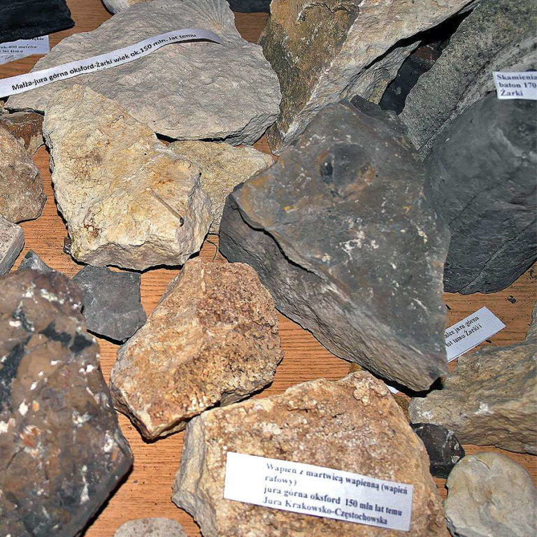 Jurajska Wystawa Amonitów na Nocowanie na Jurze 6 768x768