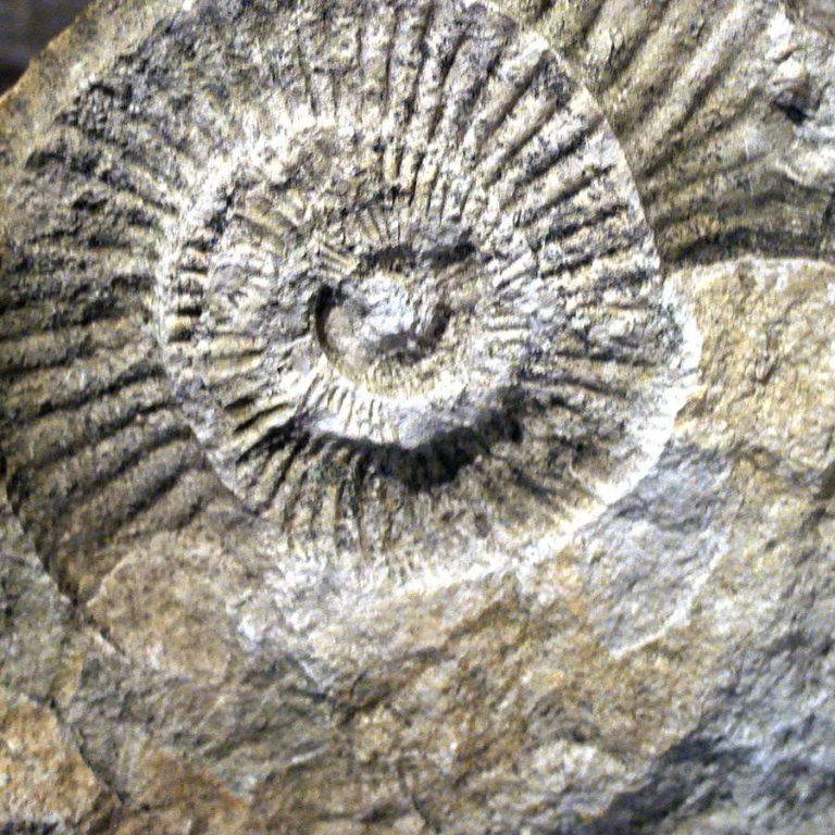 Jurajska Wystawa Amonitów na Nocowanie na Jurze 7 768x768