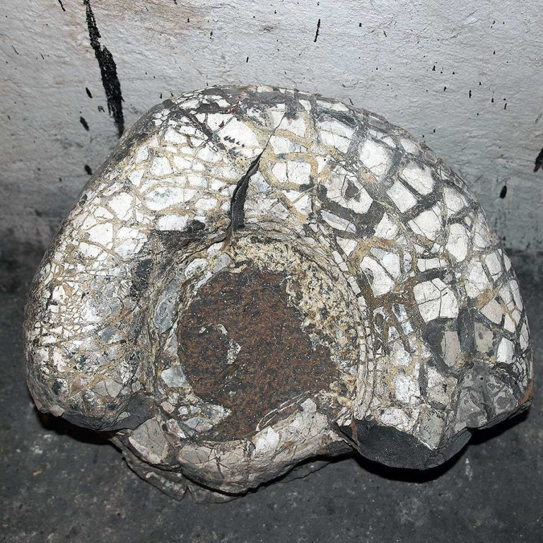 Jurajska Wystawa Amonitów na Nocowanie na Jurze 768x768