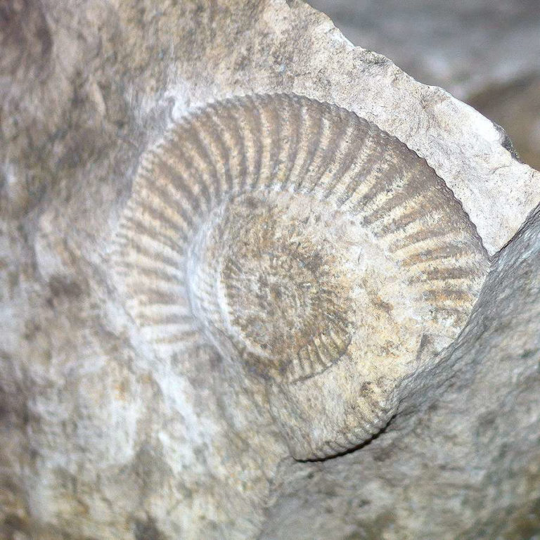 Jurajska Wystawa Amonitów na Nocowanie na Jurze 8 768x768