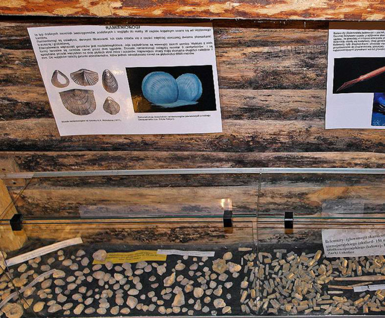 Jurajska Wystawa Amonitów na Nocowanie na Jurze 9 768x635