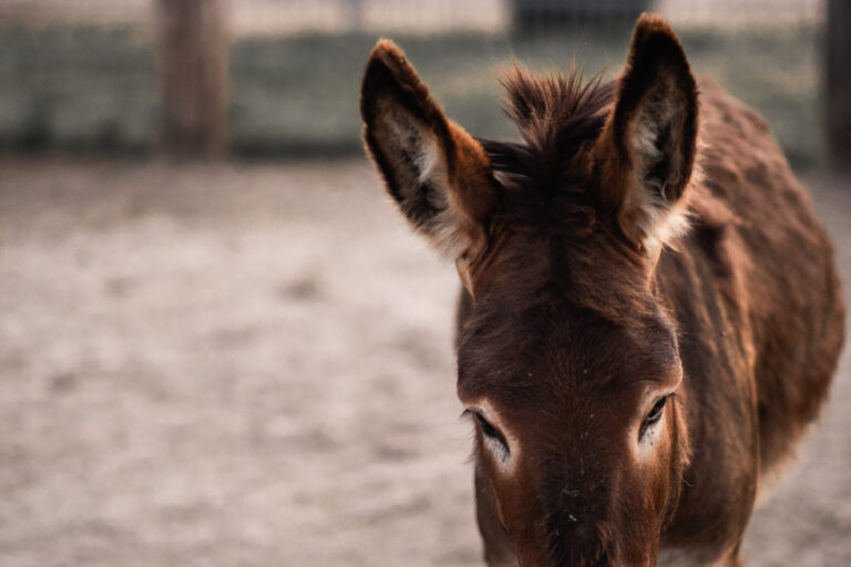 zwierzyniec 17 768x512